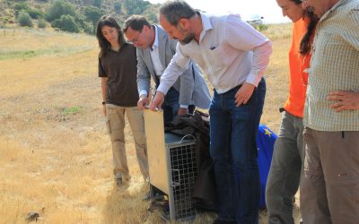 Suelta pública de dos ejemplares de Lince Ibérico en Villafranca. 25.04.17. Proyecto «Life Iberlince».